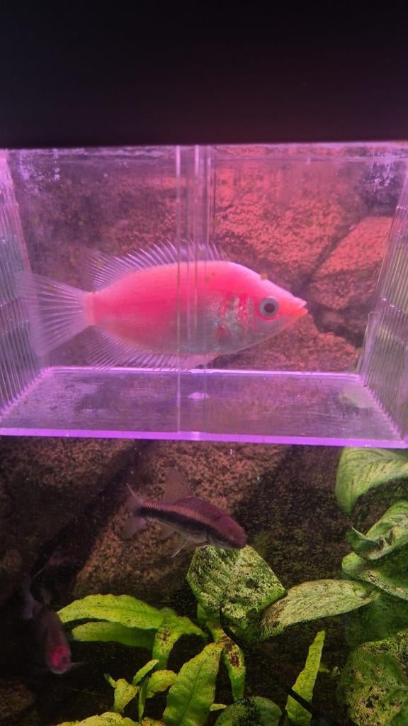 Zoenvis en gourami gratis ophalen, Dieren en Toebehoren, Ophalen
