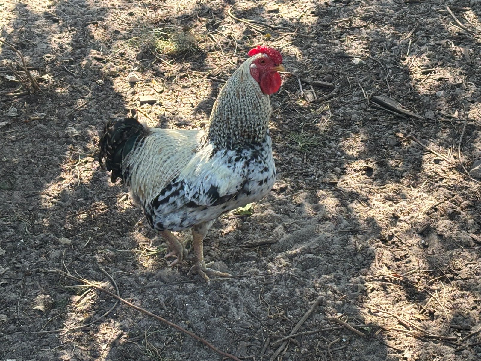 Araucana haan., Dieren en Toebehoren, Pluimvee, Mannelijk, Kip