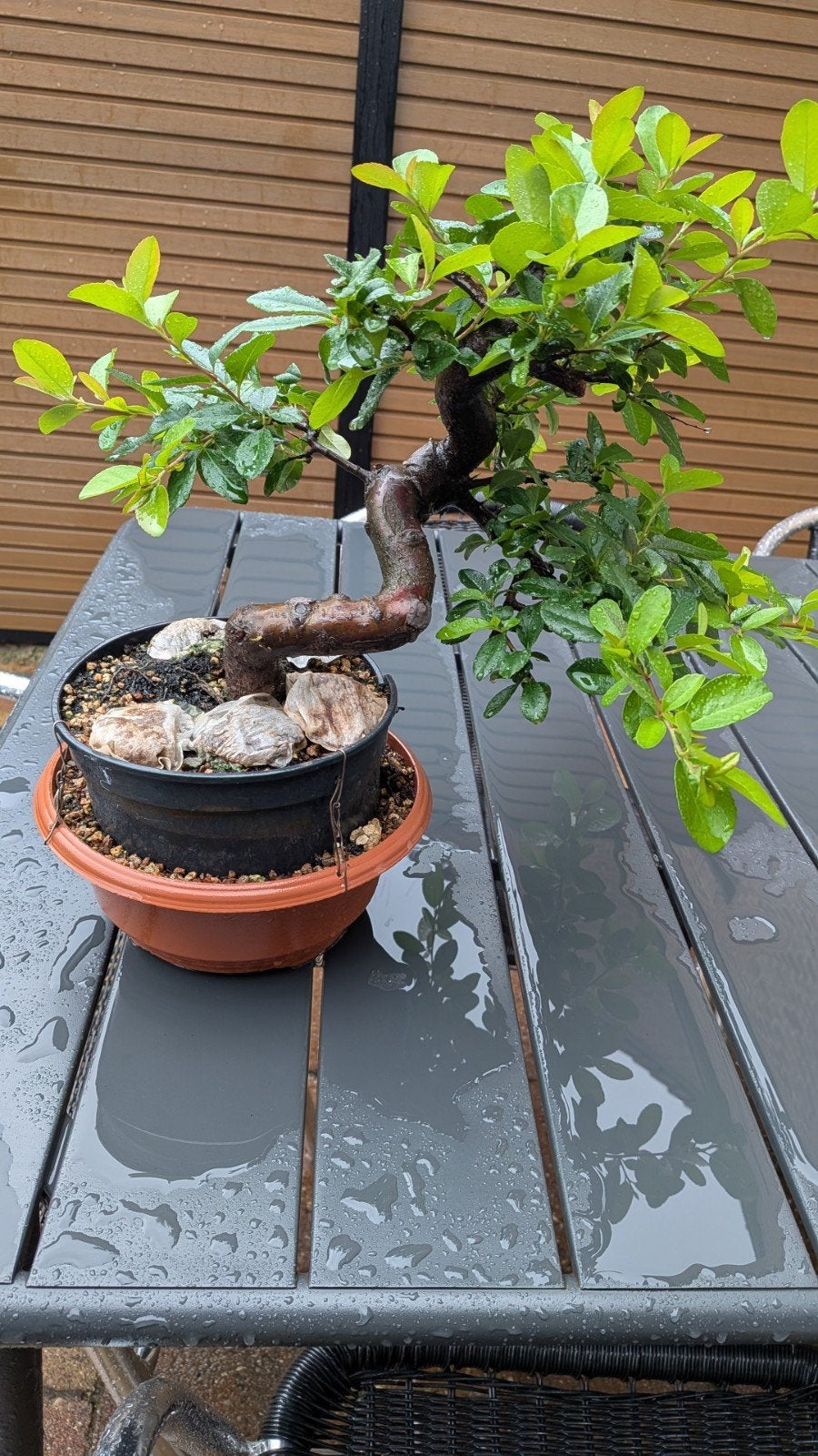 Pyracantha vuurdoorn startmateriaal, Ophalen, Bloeit niet, Overige soorten, Minder dan 100 cm