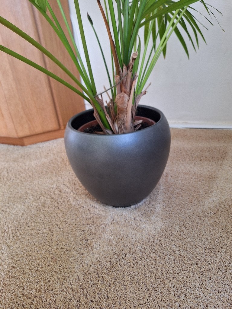 Grote palmboom in stijlvolle donkergrijze pot, Ophalen, 40 cm of meer, Rond, Zo goed als nieuw