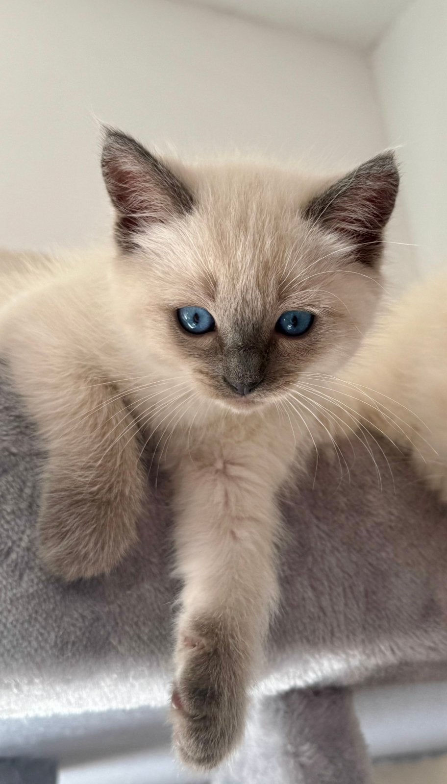 Ragdoll Kittens, Meerdere dieren, Ontwormd, 0 tot 2 jaar