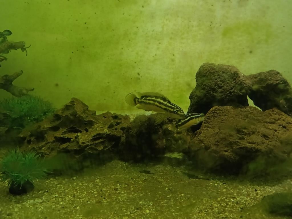 Koppel Melanochromis Auratus + 20-30 jongen, Dieren en Toebehoren, Vissen | Aquariumvissen, Vis, Zoetwatervis