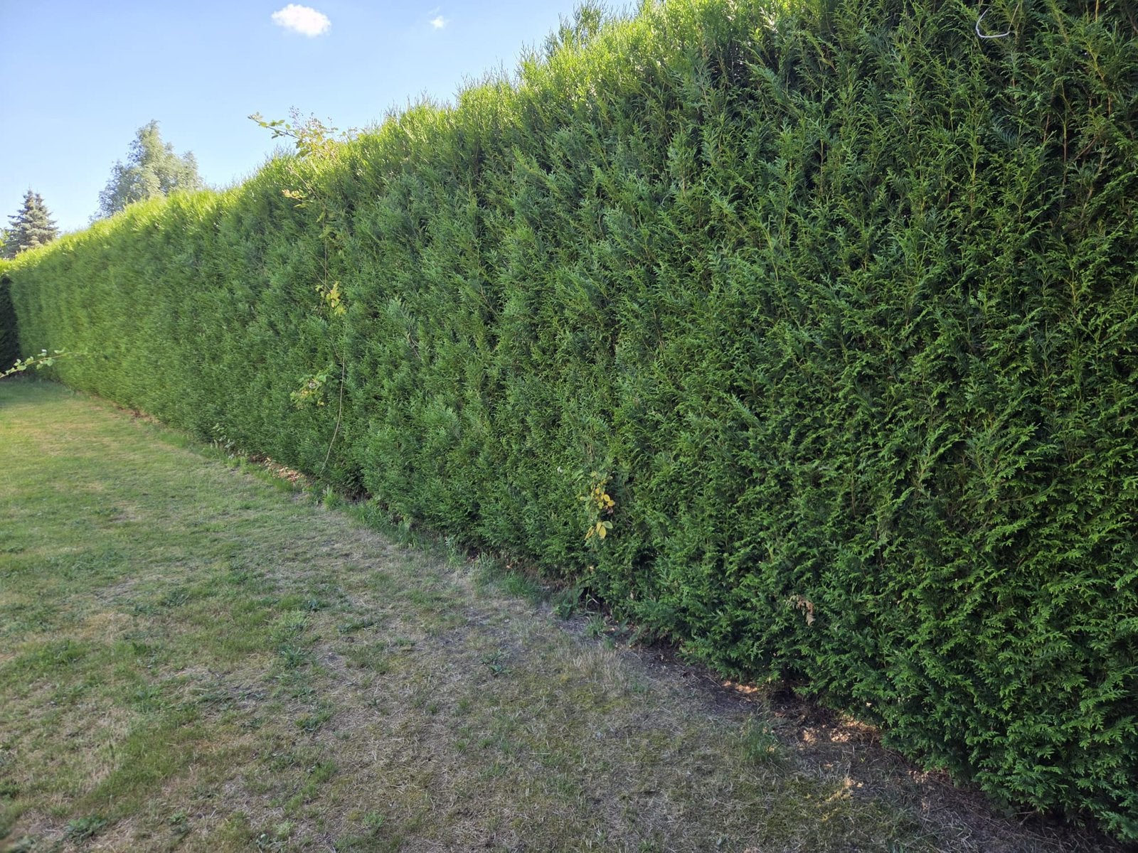 GRATIS Conifeer takken voor groen maken, Tuin en Terras, Ophalen, Conifeer, 100 tot 250 cm