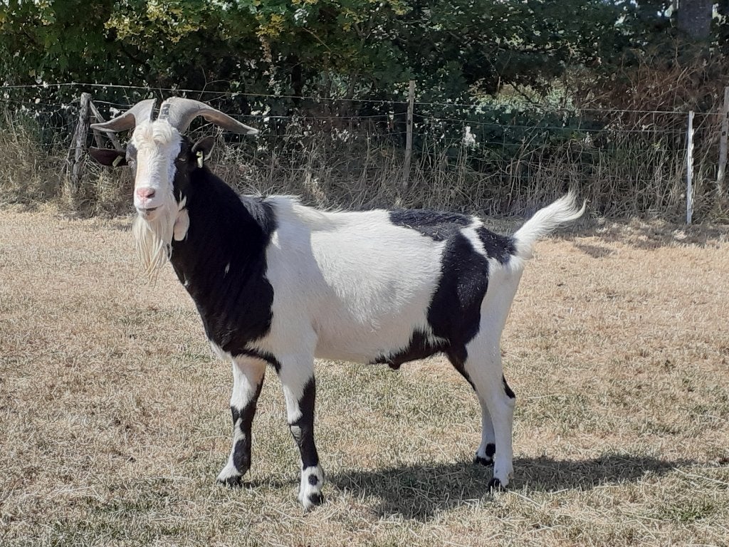 Zwartbonte bok, Dieren en Toebehoren, Mannelijk, Geit