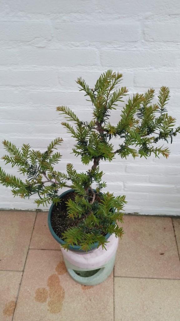 Bonsai Taxus, Tuin en Terras, Planten | Bomen, Bloeit niet, Halfschaduw, Overige soorten, Minder dan 100 cm
