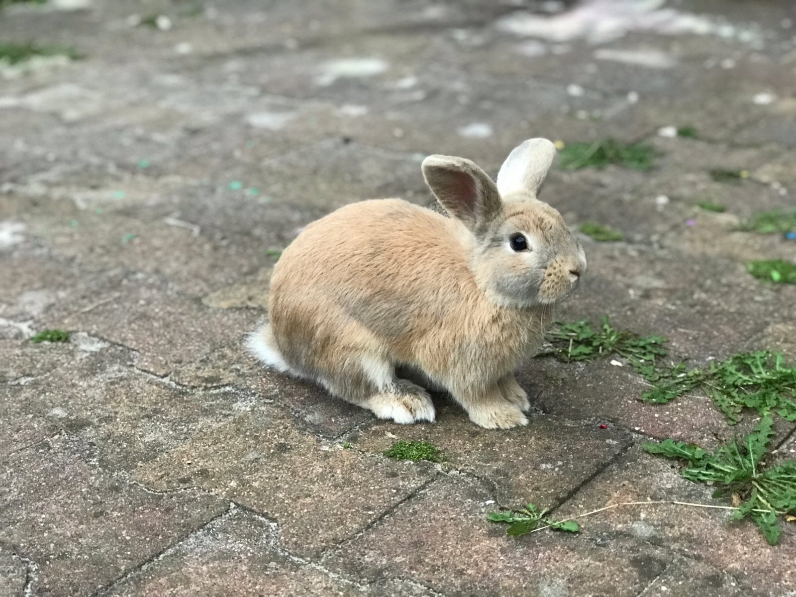 Slim & sociaal mannetje van 4 maanden zoekt liefdevol thuis, Dieren en Toebehoren, Konijnen, Mannelijk, Dwerg