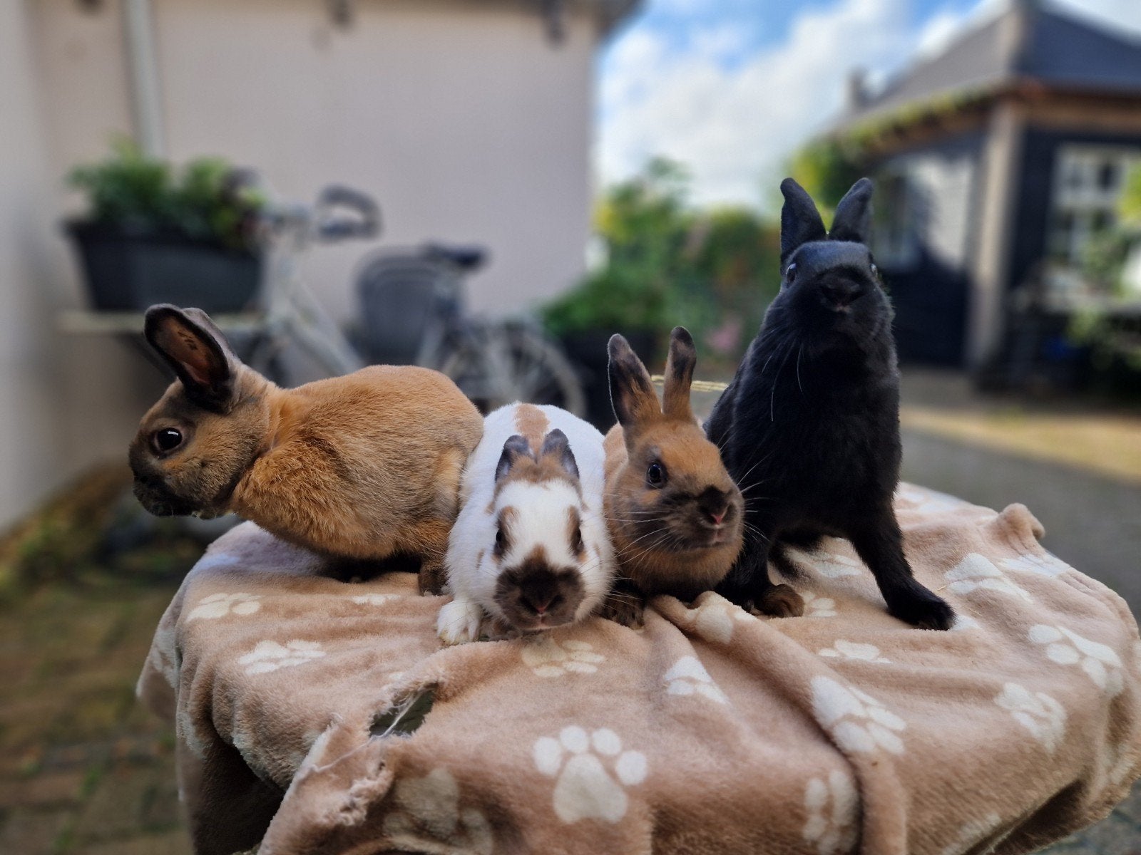 lotharingerdwergjes in de kleuren madagascar en zwart, Tickets en Kaartjes, Eén persoon