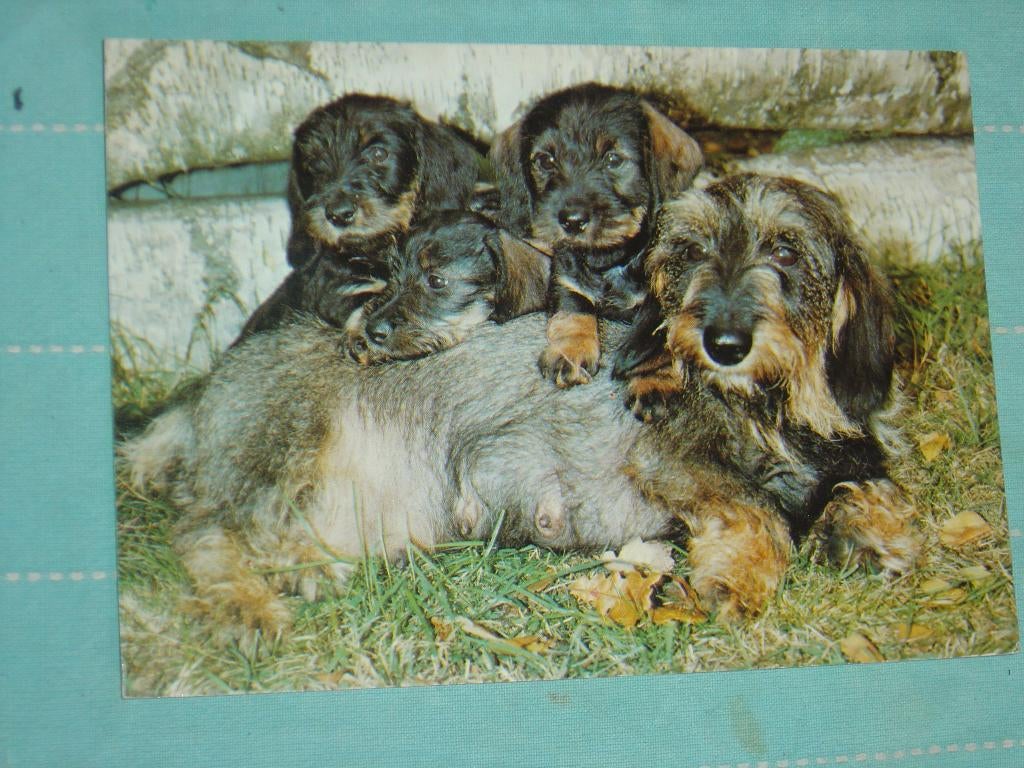21) Kleuren ansichtkaart  Honden, Ophalen of Verzenden, 1980 tot heden, Gelopen, Hond of Kat