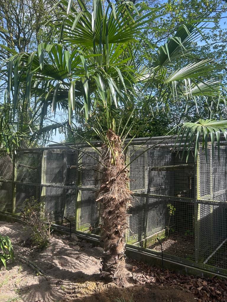 Trachycarpus Fortunei - Winterharde Palmboom (170cm), Tuin en Terras, Planten | Bomen, Ophalen