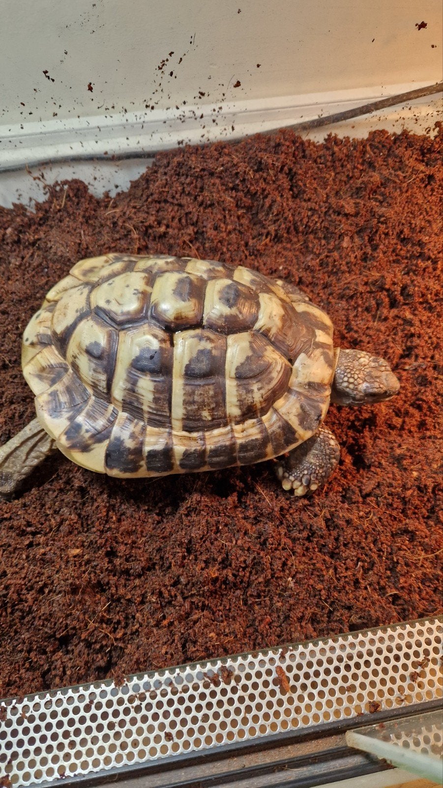 2 griekse  landschildpadden Tortoise photo 3