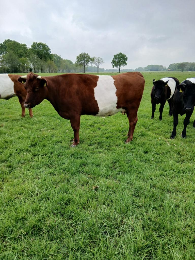 Makke 2e Kalfs koe., Mannelijk