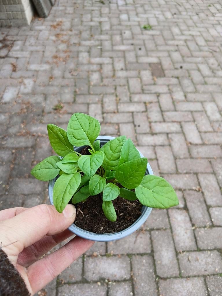 Lampionplant, Vaste plant, Halfschaduw, Zomer, Ophalen