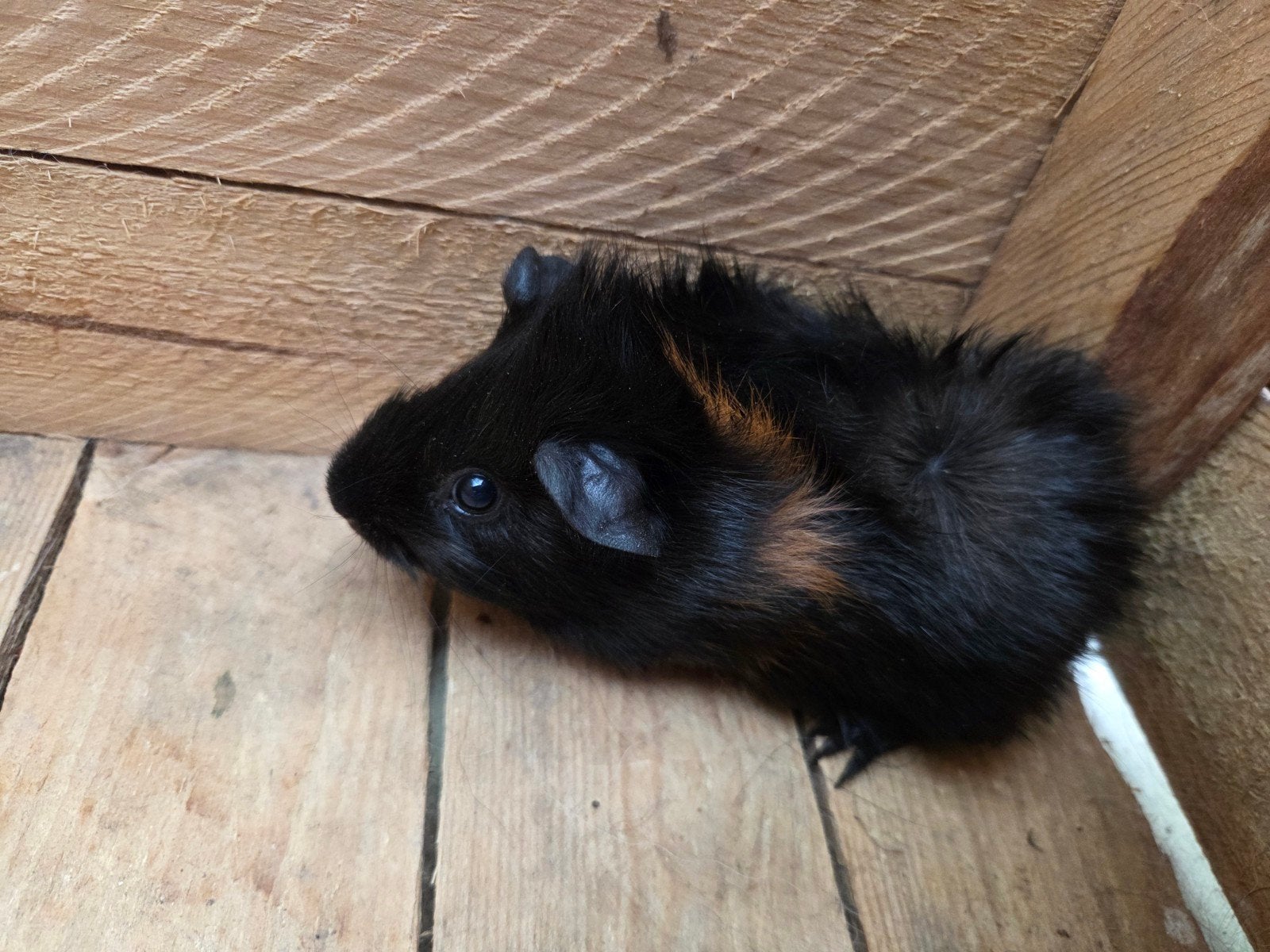 cavia zeugjes, Augustus, Vrouwelijk, Cavia