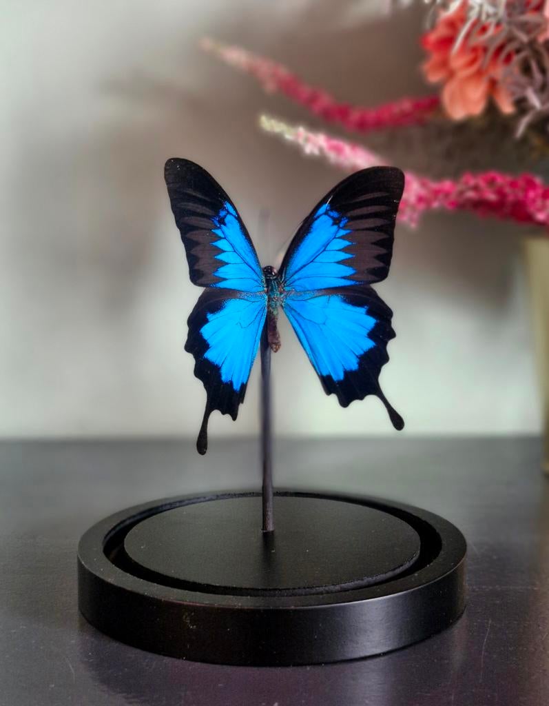 Opgezette vlinder,  stolp , taxidermie, Ophalen of Verzenden, Nieuw, Insect, Opgezet dier
