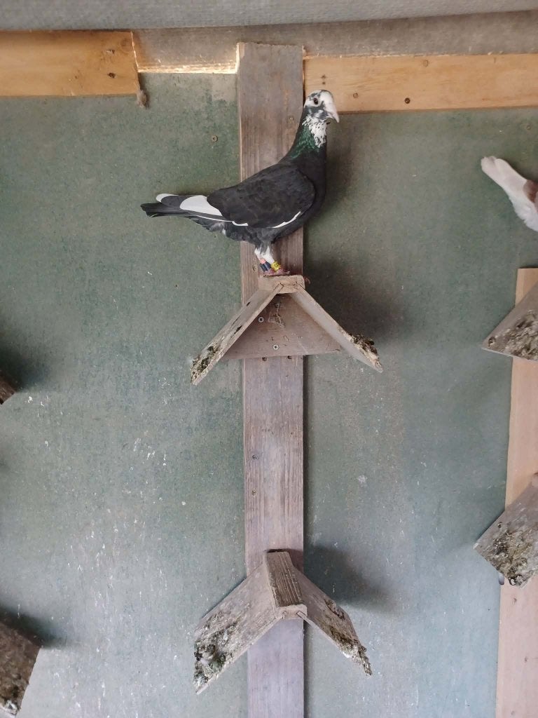 Postduiven, Meerdere dieren, Postduif