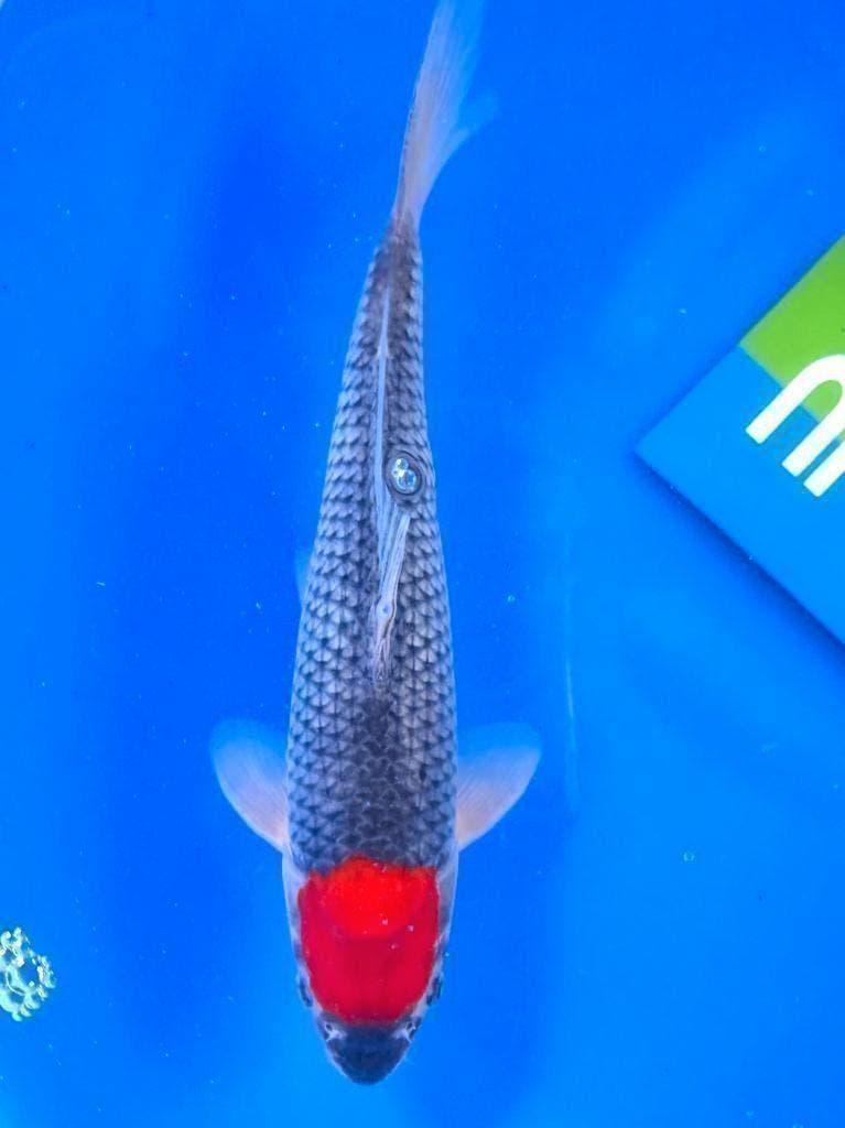 Japankoi, Jonge jumbo`s Nisai en al 55cm groot, Dieren en Toebehoren, Vissen | Vijvervissen, Karper of Koi