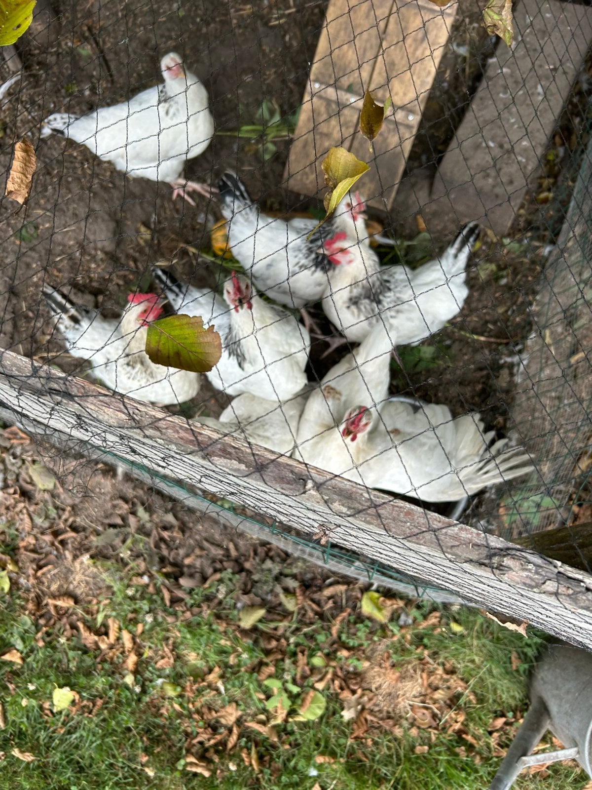 5 susex hanen te koop, Dieren en Toebehoren, Pluimvee, Mannelijk, Kip