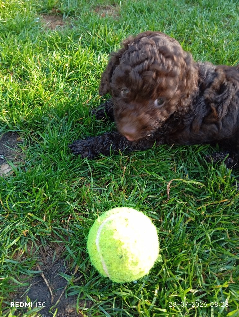 Mini Labradoodle, Overige rassen, Meerdere, Meerdere dieren, Nederland