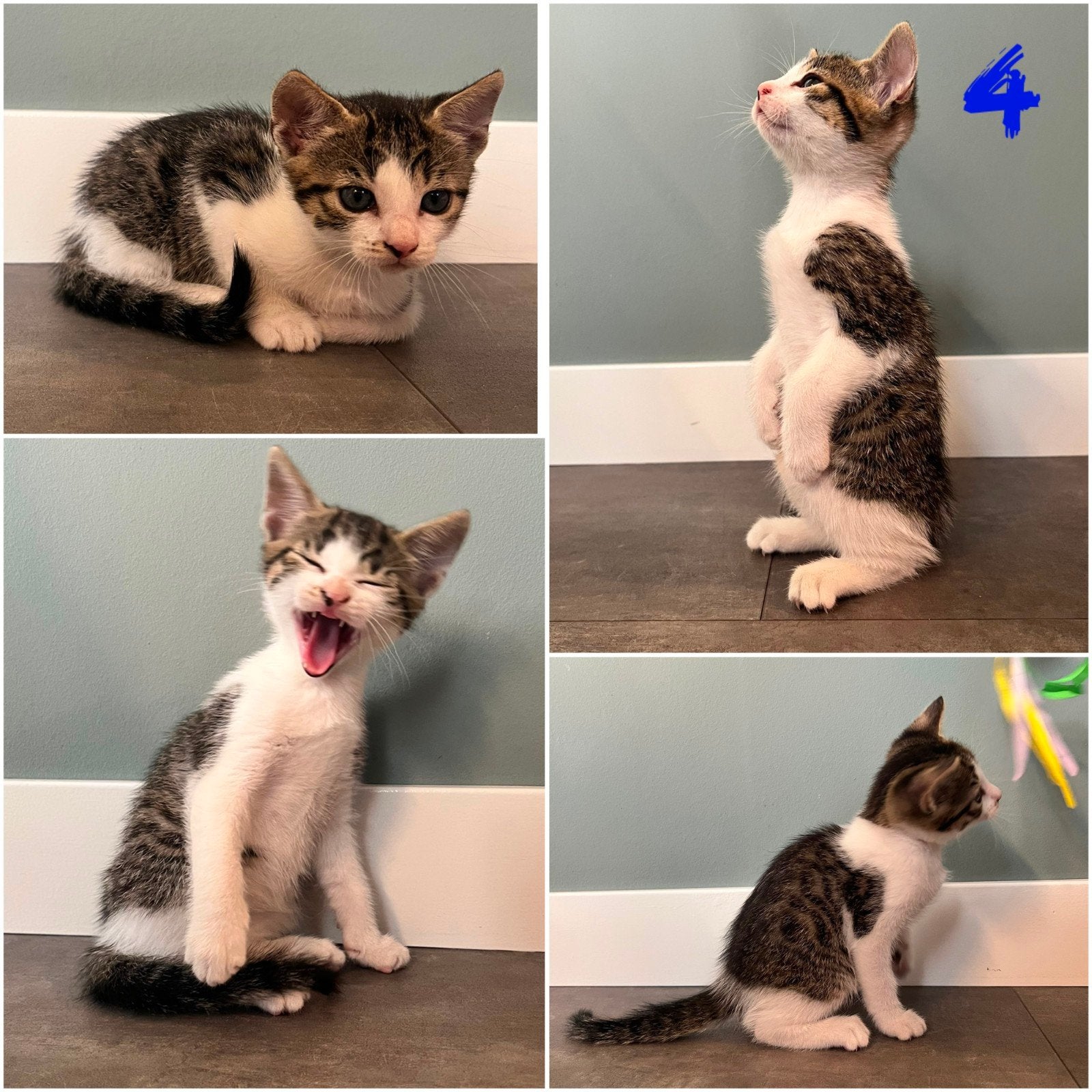 Nog 1 kitten lief grijs cyper katertje, nr 4, Meerdere dieren, Kortharig, 0 tot 2 jaar