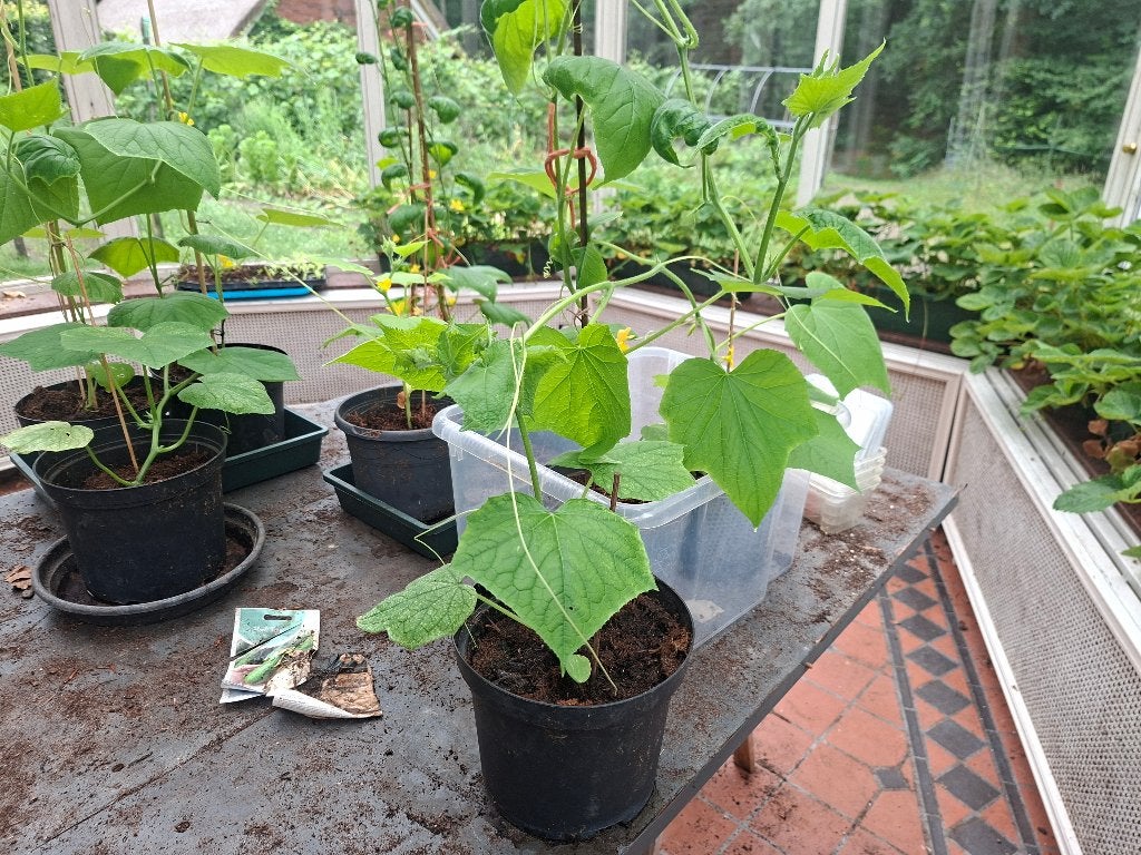 Biologische groenten oa pompoen,paprika,peper,snackkomkommer, Tuin en Terras, Planten | Tuinplanten, Ophalen, Eenjarig, Groenteplanten
