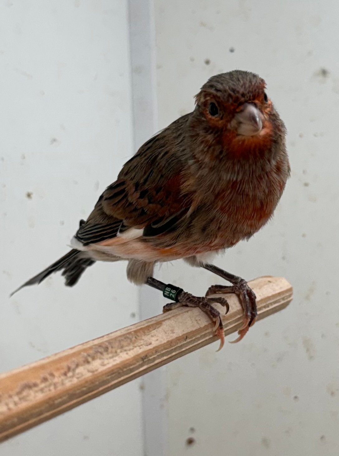 Harlekijn kanarie man, Dieren en Toebehoren, Mannelijk, Postuurkanarie