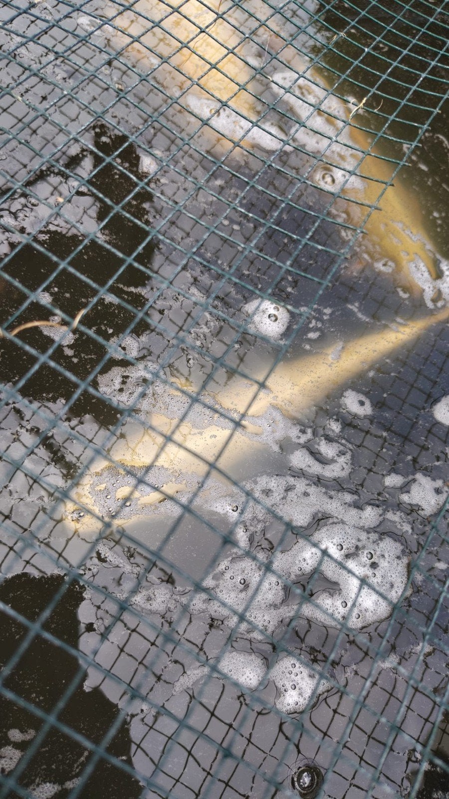 Leuke partij van 8 kois, Dieren en Toebehoren, Vissen | Vijvervissen, Karper of Koi