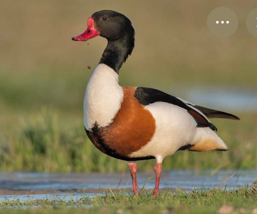 Te koop 1 man bergeend overjarig, Dieren en Toebehoren, Mannelijk