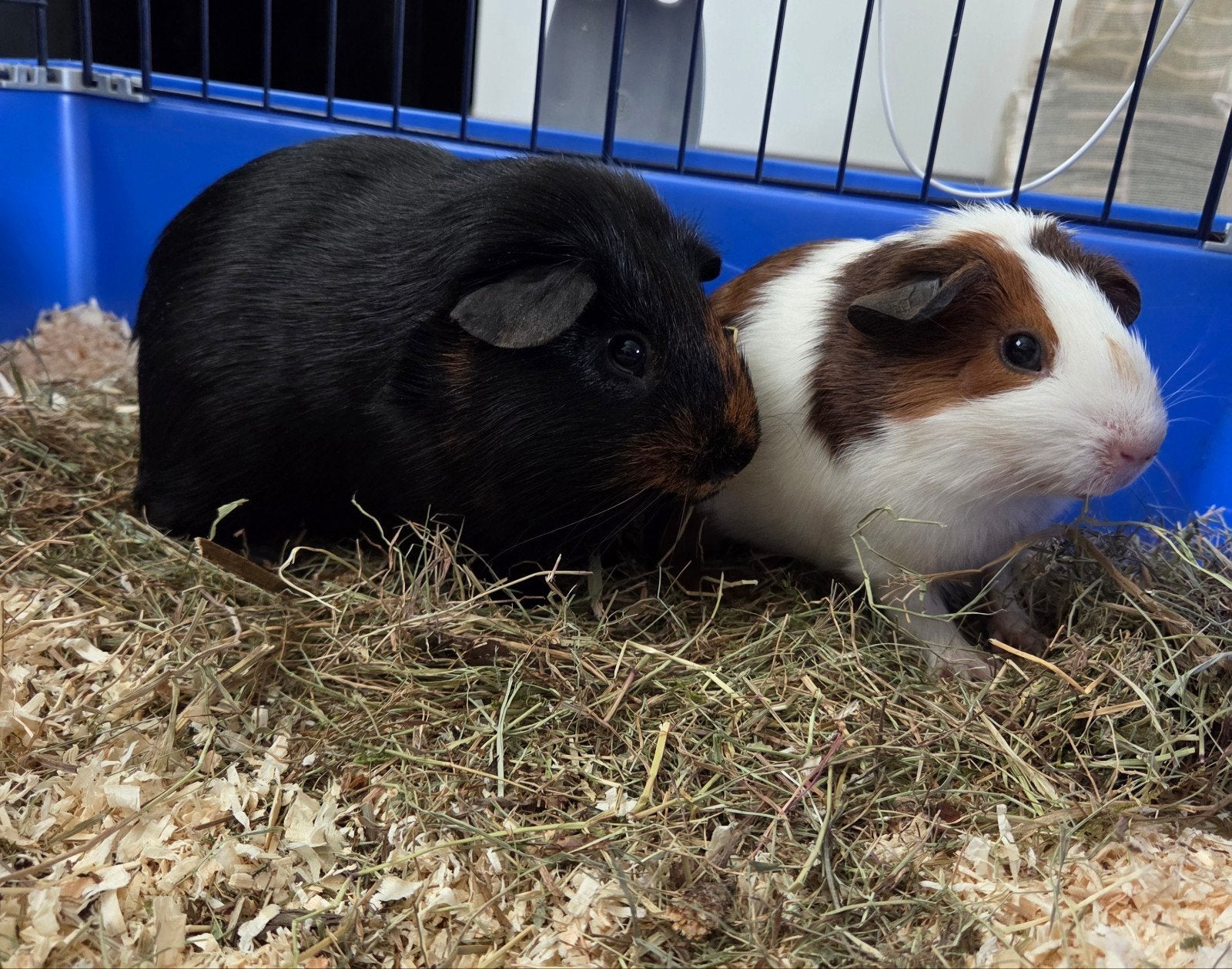 Beren duo beschikbaar  🥰, Dieren en Toebehoren, Knaagdieren, December, Mannelijk, Cavia