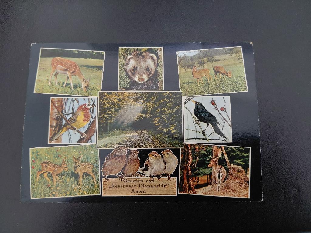 Dieren, Reservaat Dianaheide in Amen, gelopen, Assen., Verzenden, 1960 tot 1980, Gelopen, Natuur