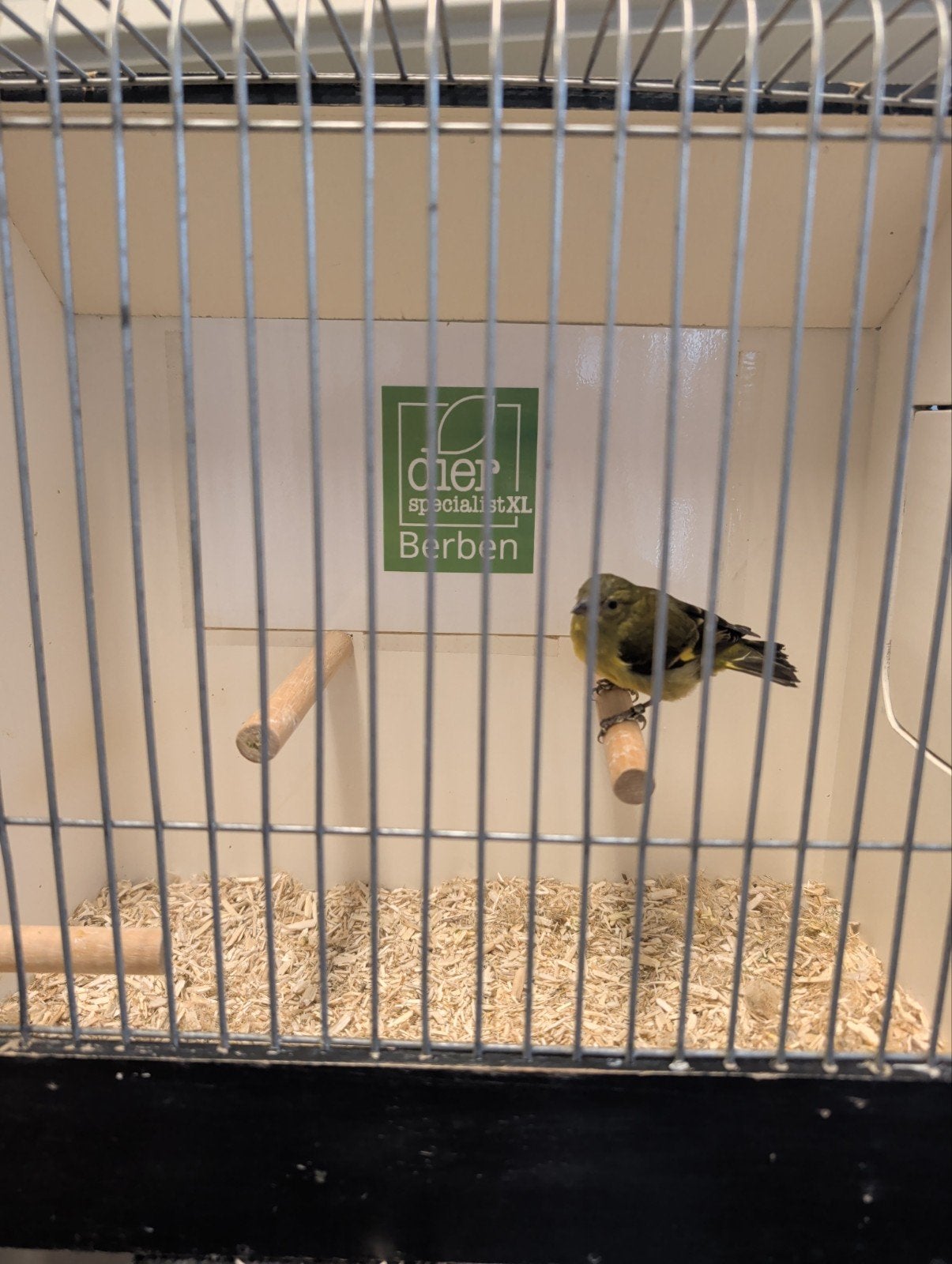 geelbuik sijs pop, Dieren en Toebehoren, Vrouwelijk, Geringd