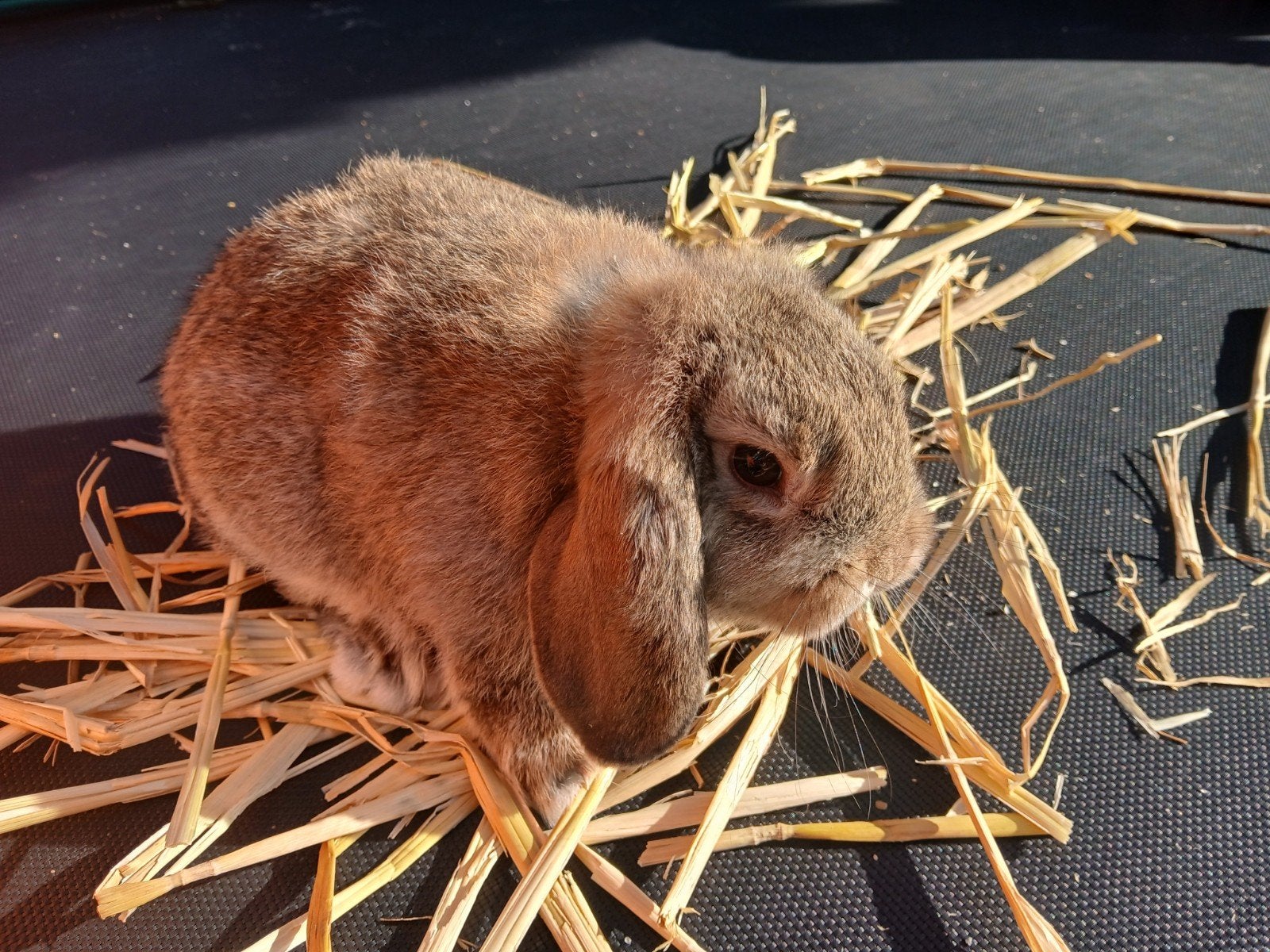 Lief jong knuffel hangoorkonijntje, Mannelijk, Middelgroot, Hangoor, 0 tot 2 jaar