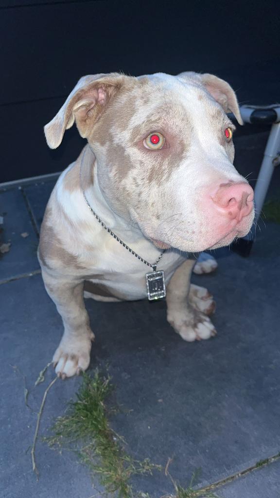 American bully om mee te dekken, Ophalen of Verzenden