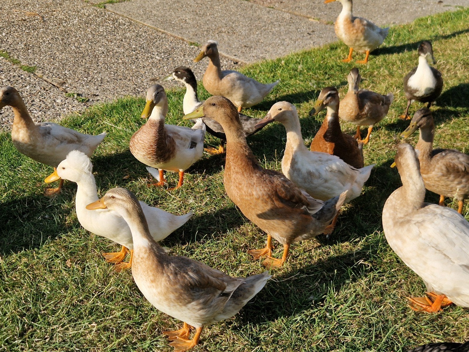 Diverse leuke eenden o.a. Hollandse kuifeenden, Dieren en Toebehoren, Pluimvee, Meerdere dieren, Eend