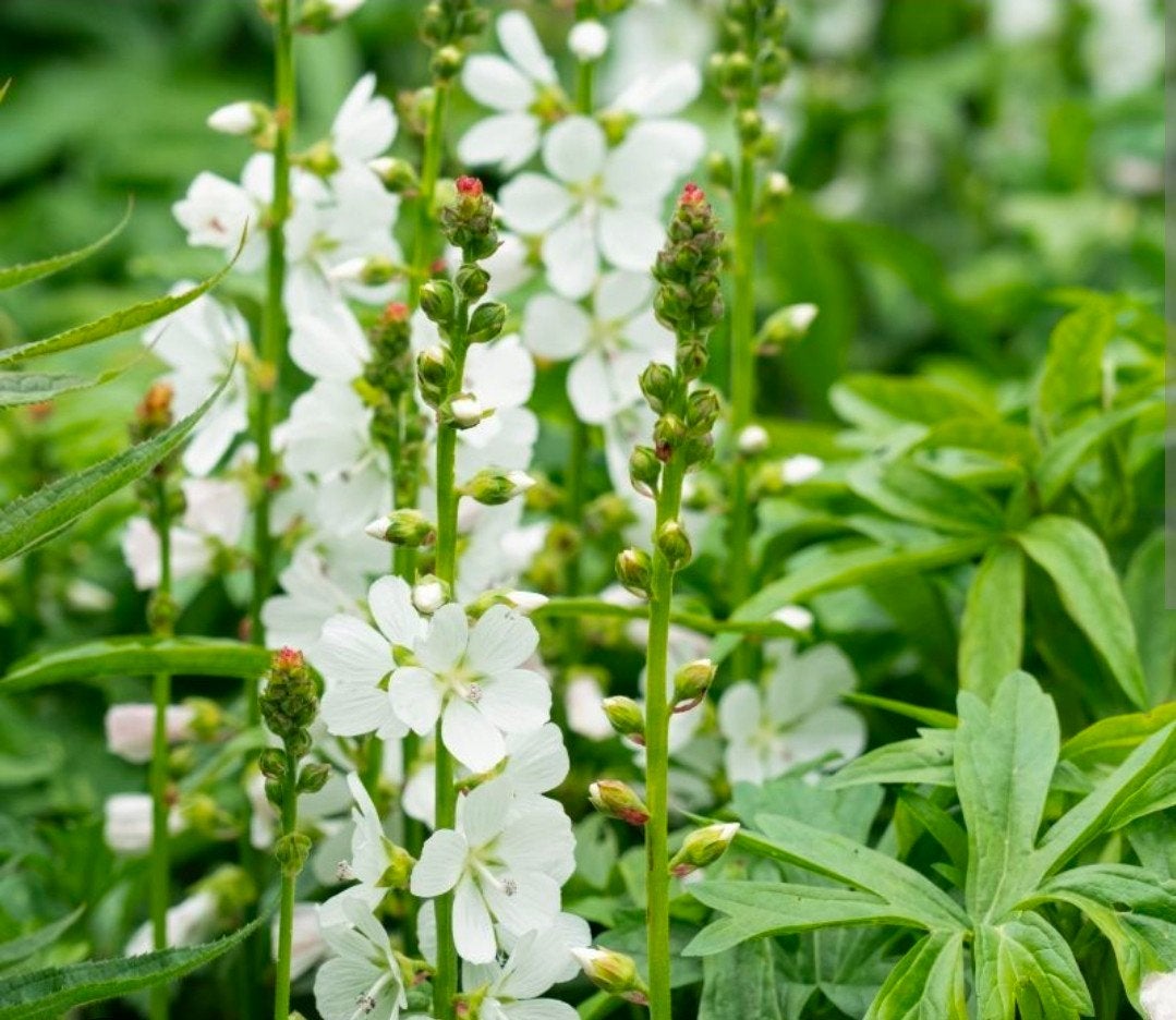 Sidalcea Candida =Griekse Malva (wit), Tuin en Terras, Ophalen, Zomer, Overige soorten, Volle zon