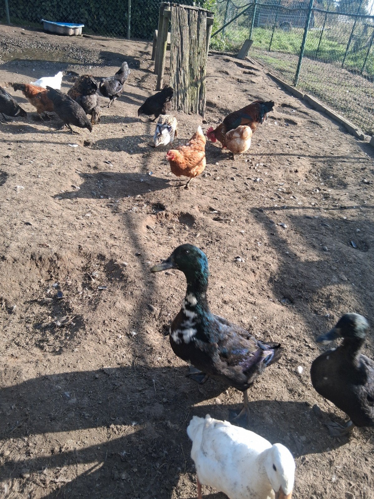 eenden en kippen te koop, Dieren en Toebehoren, Meerdere dieren, Eend