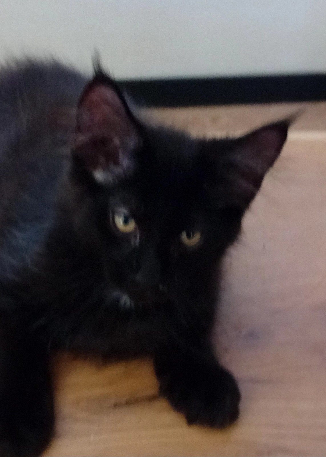 maine coon katertje met stamboom, Kater, Met stamboom