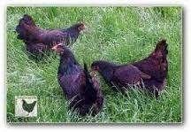 Barnevelder krielkippen., Vrouwelijk, Kip