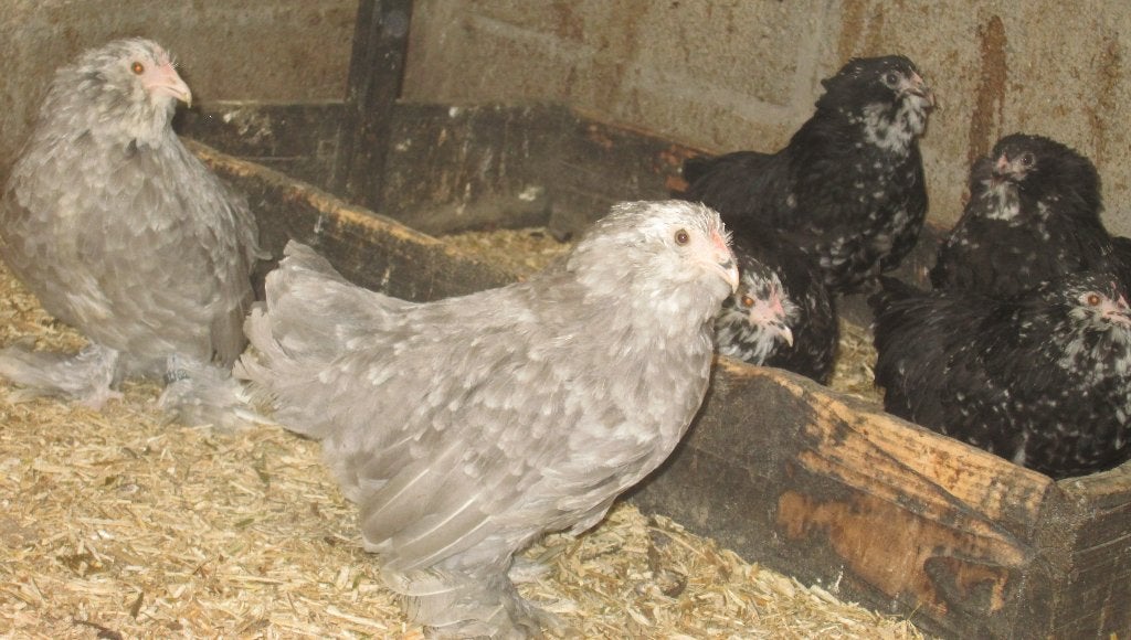 Ukkelse baardkrielen, Dieren en Toebehoren, Pluimvee, Kip, Meerdere dieren