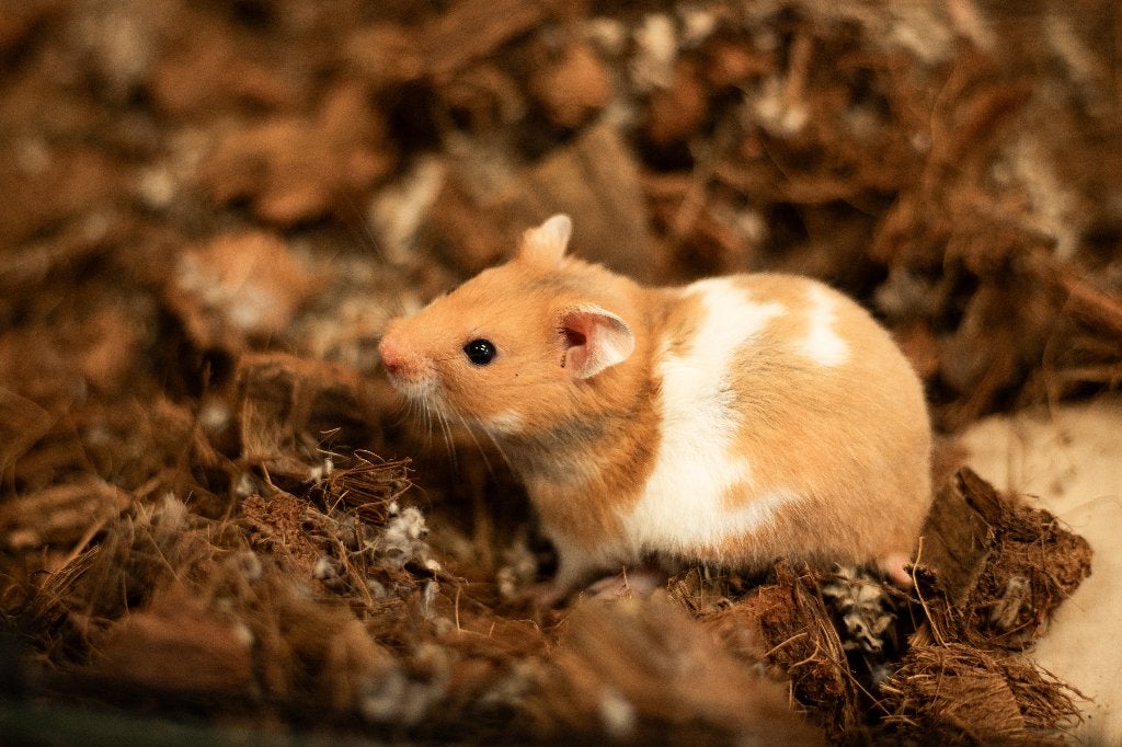Goudhamster | Goed tam te maken | Jonge hamsters