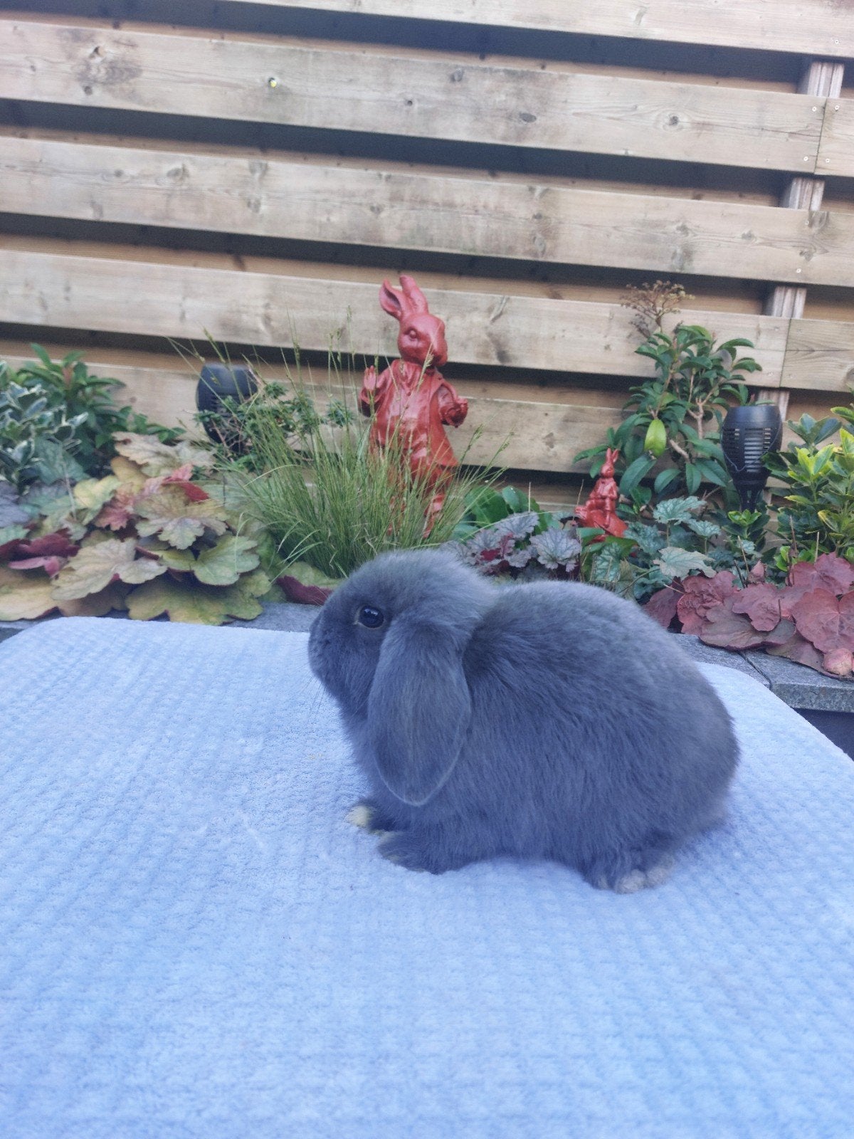 Te koop mooi jong blauw nhd rammetje!, Dieren en Toebehoren, Mannelijk, Dwerg, Hangoor, 0 tot 2 jaar