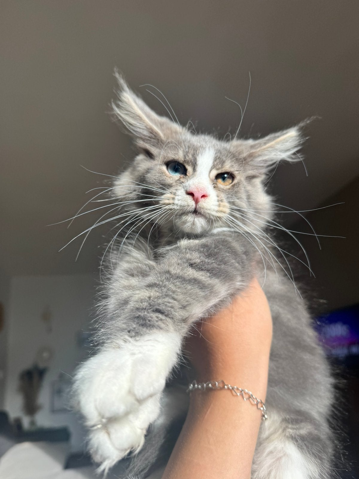 Unieke poesje maine coon, Poes, Ontwormd, 0 tot 2 jaar
