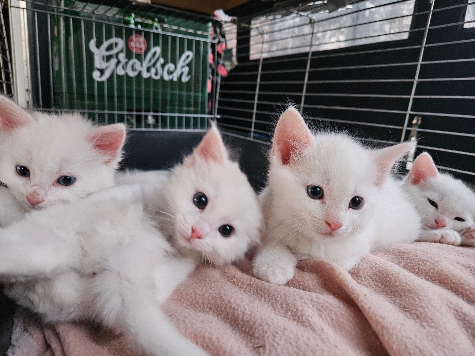 Prachtige lieve kruising Main coon / blauwe rus kittens, Meerdere dieren
