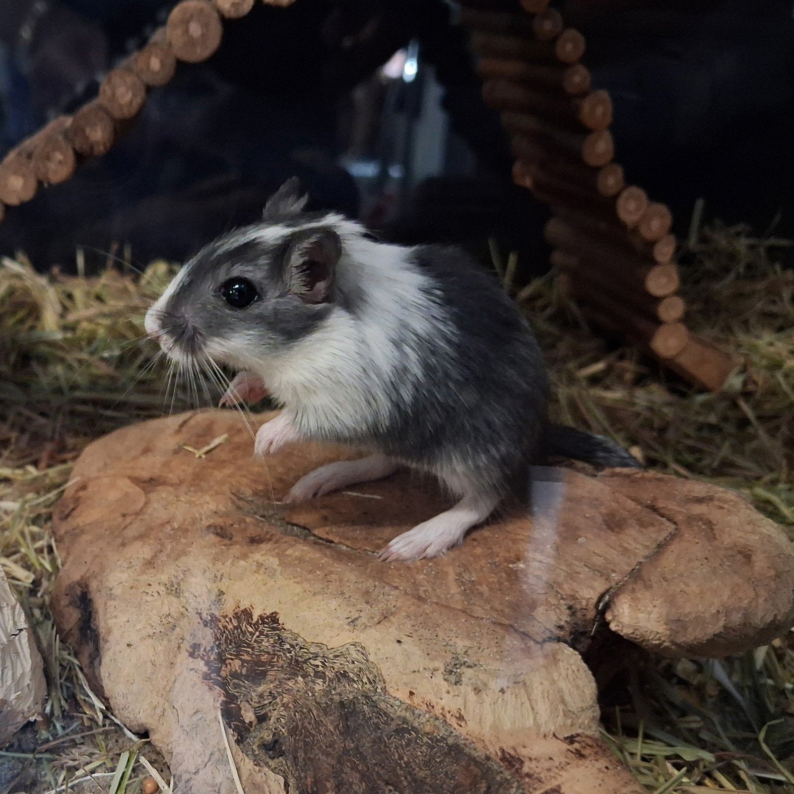 Gerbil woestijn rat, Dieren en Toebehoren, Knaagdieren, April, Vrouwelijk, Overige typen
