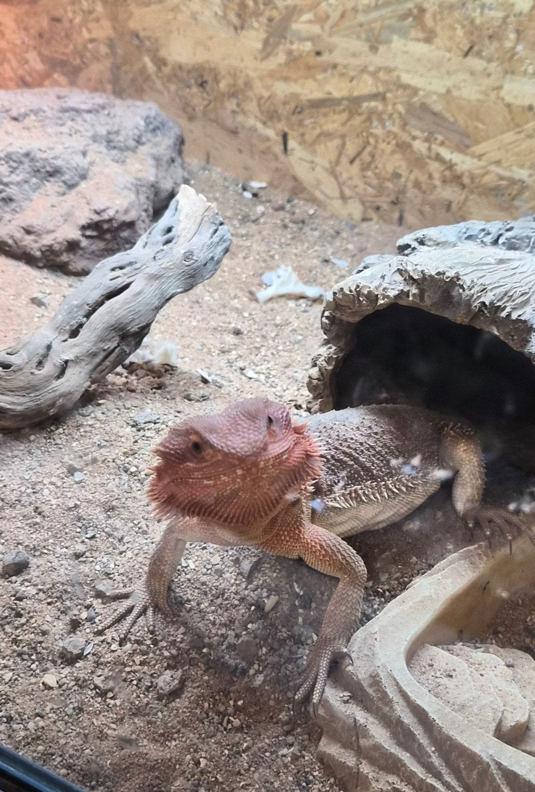 baardagaam Bearded Dragon photo 2
