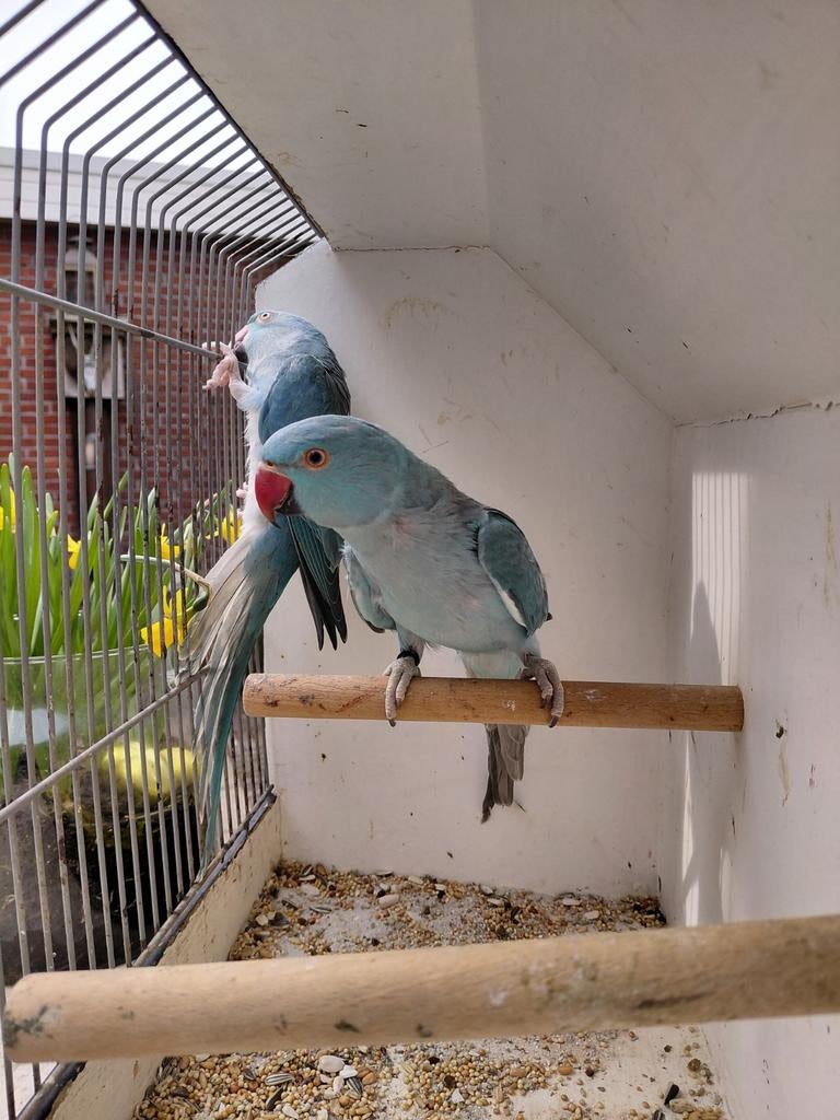 Tekoop 2 mooie blauwe halsband parkieten, Dieren en Toebehoren, Vogels | Parkieten en Papegaaien, Geslacht onbekend, Parkiet, Geringd