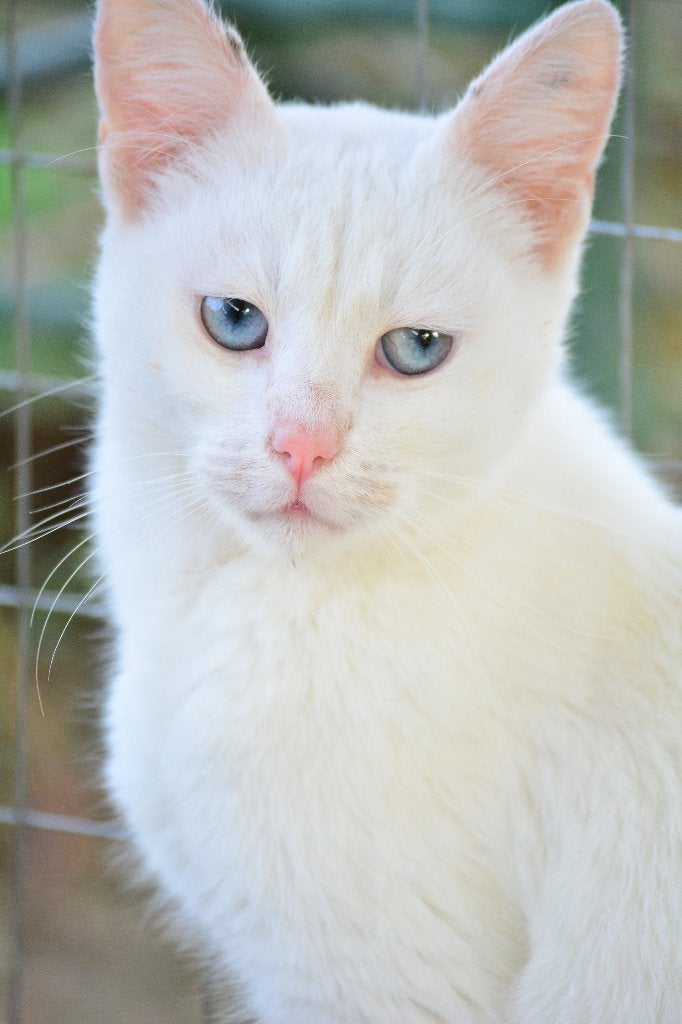 BLANCA 3 1/2jr. Bescheiden/verlegen/ katten/zachtaardig, Dieren en Toebehoren, Poes, Kortharig, 3 tot 5 jaar