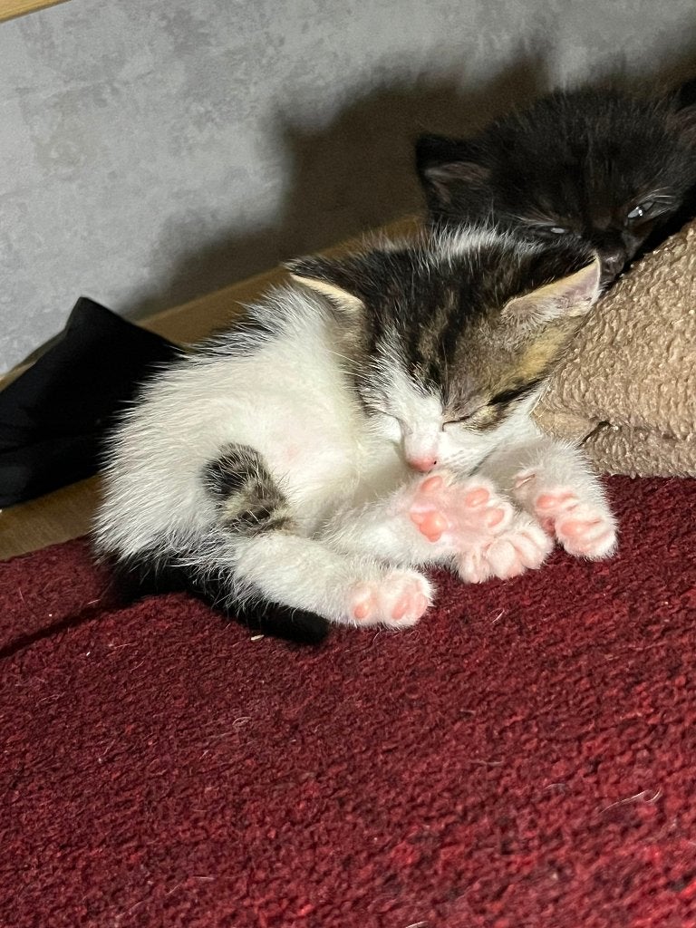 Kitten, Dieren en Toebehoren, Katten en Kittens | Raskatten | Korthaar, Poes, 0 tot 2 jaar, Ingeënt