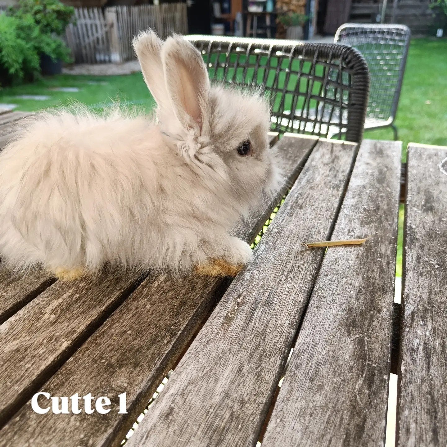 Engelse Angora konijntjes, Dieren en Toebehoren, Meerdere dieren, Groot, 0 tot 2 jaar