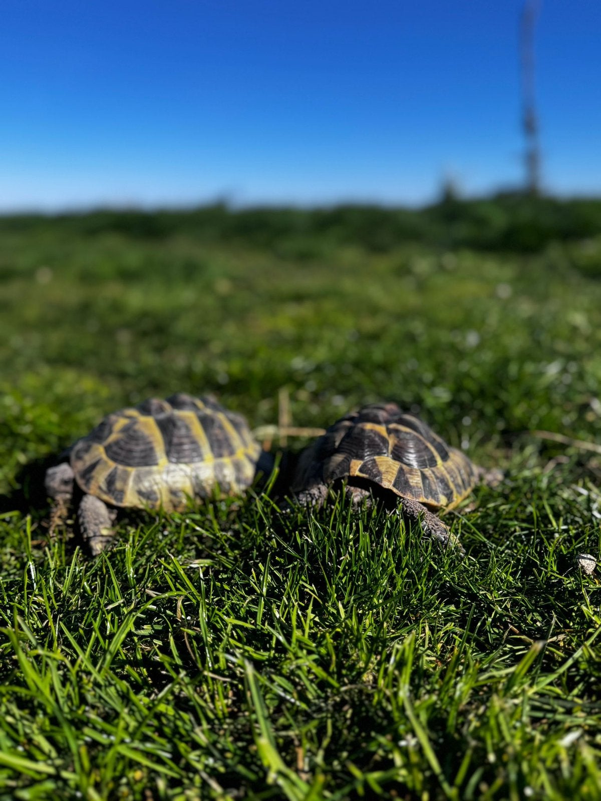 Griekse Landschildpad MAN 7 jaar, Slang, 0 tot 2 jaar