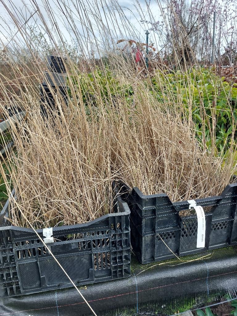 Miscanthus sinensis 'Kleine Silberspinne', Volle zon, Vaste plant, Zomer, Ophalen
